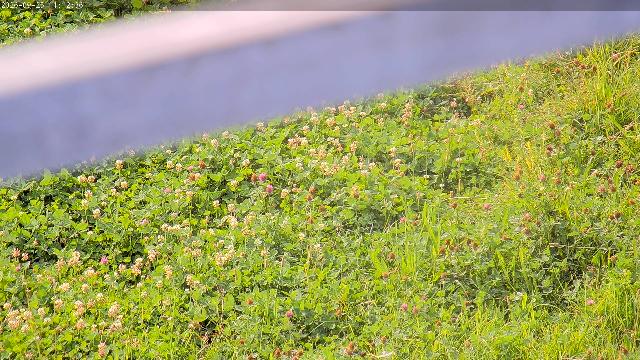 WebCam showing current Snow conditions in Méribel